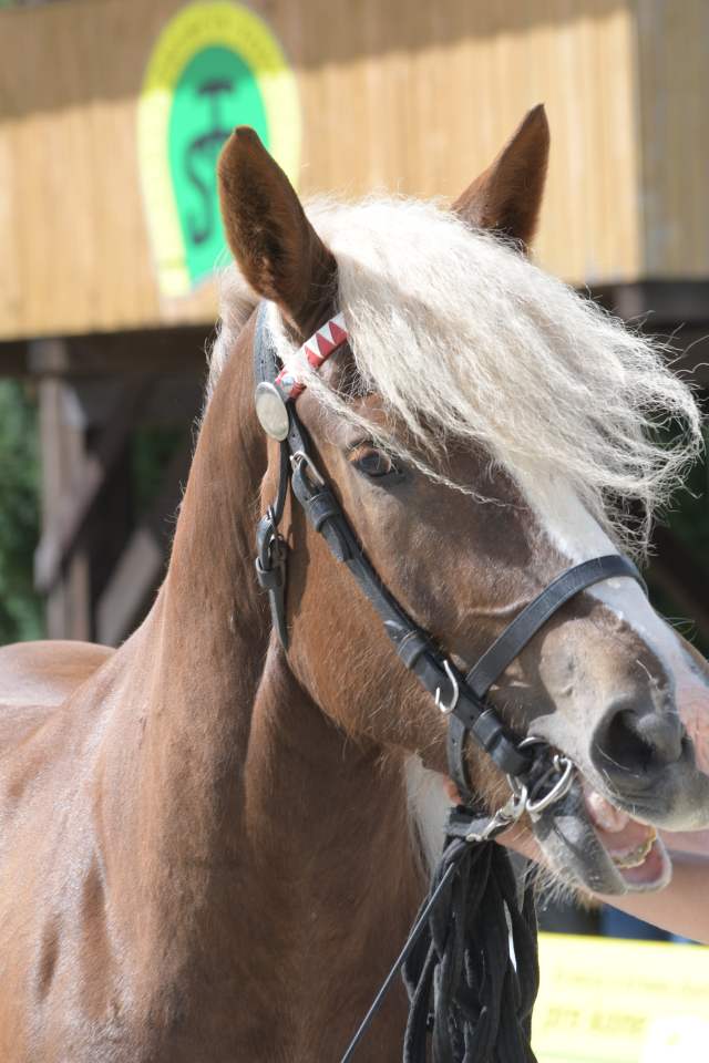 DSC_7414